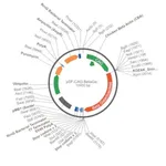 Merck PSF-CAG-BETAGAL-UB-PURO - CAG REPORTER (BETA GAL) PLASMID