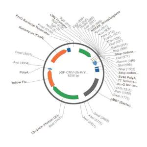 Merck PSF-CMV-UB-KRYFP - MAMMALIAN YFP REPORTER VECTOR