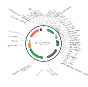 Merck PSF-CMV-UB-BLAST-SV40 ORI SBFI - BLASTICIDIN / SV40 ORI PLASMID
