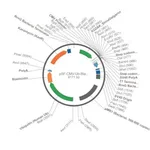 Merck PSF-CMV-UB-BLAST-SV40 ORI SBFI - BLASTICIDIN / SV40 ORI PLASMID