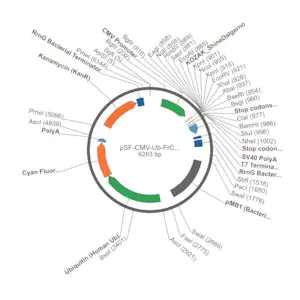 Merck PSF-CMV-UB-FRCFP - MAMMALIAN CFP REPORTER VECTOR