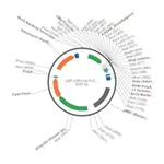 Merck PSF-CMV-UB-FRCFP - MAMMALIAN CFP REPORTER VECTOR
