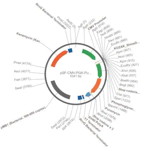 Merck PSF-CMV-PGK-PURO - DUAL PROMOTER PUROMYCIN PLASMID