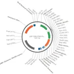 Merck PSF-CMV-PGK-PURO - DUAL PROMOTER PUROMYCIN PLASMID