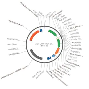 Merck PSF-CMV-PGK-BLAST - DUAL PROMOTER BLASTICIDIN PLASMID