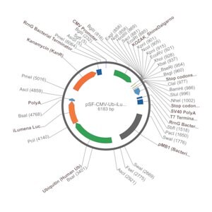 Merck PSF-CMV-UB-ILUMENA - MAMMALIAN SECRETED LUCIFERASE VECTOR