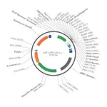 Merck PSF-CMV-UB-ILUMENA - MAMMALIAN SECRETED LUCIFERASE VECTOR