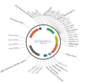 Merck PSF-CMV-FMDV-KRYFP - FMDV IRES YFP REPORTER VECTOR