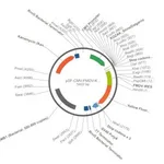 Merck PSF-CMV-FMDV-KRYFP - FMDV IRES YFP REPORTER VECTOR