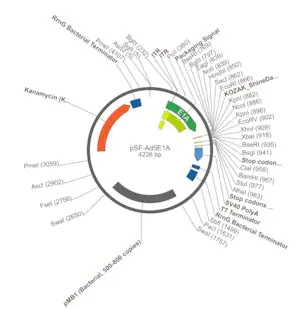 Merck PSF-AD5E1A - ADENOVIRUS E1A PROMOTER PLASMID