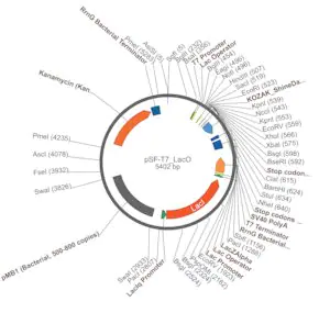 Merck PSF-T7/LACO - T7 LACO INDUCIBLE BACTERIAL PLASMID