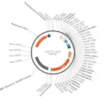Merck PSF-T7/LACO - T7 LACO INDUCIBLE BACTERIAL PLASMID