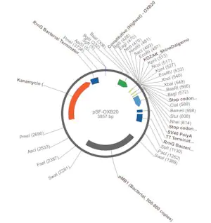 Merck PSF-OXB20 - STRONG BACTERIAL PROMOTER PLASMID