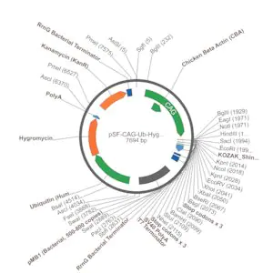 Merck PSF-CAG-UB-HYGRO - CAG HYGROMYCIN PLASMID