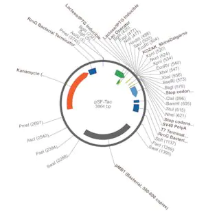 Merck PSF-TAC - PTAC INDUCIBLE BACTERIAL PLASMID