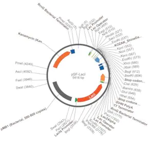 Merck PSF-LACI - LACI PROMOTER BACTERIAL VECTOR