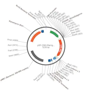 Merck PSF-CMV-RAT-IGG1 HC - RAT IGG1 HEAVY CHAIN ANTIBODY PLASMID