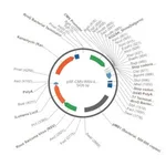 Merck PSF-CMV-RSV-ILUMENA - RSV PROMOTER SECRETED LUCIFERASE PLASMID