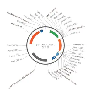 Merck PSF-CMV-ILUMENA - MAMMALIAN SECRETED LUCIFERASE PLASMID