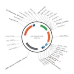 Merck PSF-CMV-FRCFP - CMV CFP REPORTER PLASMID