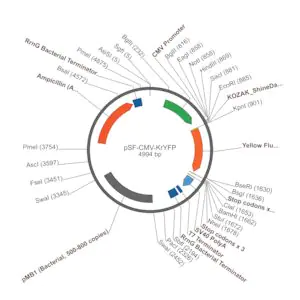 Merck PSF-CMV-KRYFP - CMV YFP REPORTER PLASMID