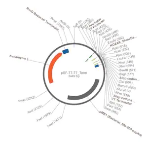 Merck PSF-T7-T7 TERM - T7 SINGLE TERMINATOR PLASMID