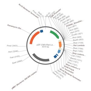 Merck PSF-CMV-RAT-LAMBDA LC - RAT LAMBDA LIGHT CHAIN ANTIBODY VECTOR