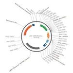 Merck PSF-CMV-RAT-LAMBDA LC - RAT LAMBDA LIGHT CHAIN ANTIBODY VECTOR