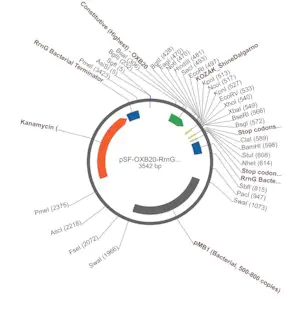 Merck PSF-OXB20-RRNG - RRNG SINGLE TERMINATOR PLASMID