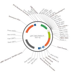 Merck PSF-CMV-FMDV-FRCFP - FMDV IRES CFP REPORTER PLASMID