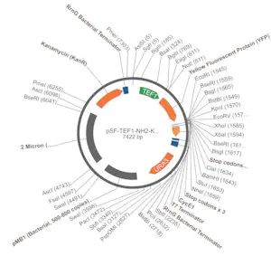 Merck PSF-TEF1-NH2-KRYFP - N-TERMINAL YFP TAG YEAST PLASMID