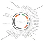 Merck PSF-TEF1-NH2-KRYFP - N-TERMINAL YFP TAG YEAST PLASMID