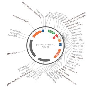 Merck PSF-TEF1-NH2-A-FACTORFL-6HIS-THR - ALPHA FACTOR SECRETION AND 6 HIS TAG PLASMID