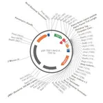 Merck PSF-TEF1-NH2-A-FACTORFL-6HIS-THR - ALPHA FACTOR SECRETION AND 6 HIS TAG PLASMID