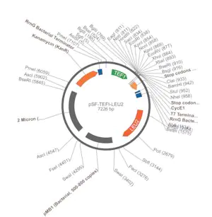 Merck PSF-TEFI-LEU2 - LEUCINE YEAST SELECTION PLASMID