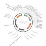 Merck PSF-TEFI-LEU2 - LEUCINE YEAST SELECTION PLASMID