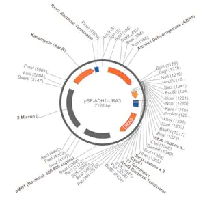 Merck PSF-ADH1-URA3 - MEDIUM STRENGTH YEAST PROMOTER PLASMID