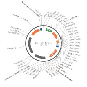 Merck PSF-TEF1-NH2-ILUMENA - SECRETED LUCIFERASE (ILUMINA REPORTER) TAG YEAST PLASMID