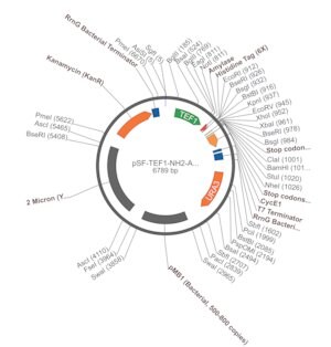 Merck PSF-TEF1-NH2-AMY-6HIS - ALPHA-AMYLASE SECRETION AND 6 HIS TAG PLASMID