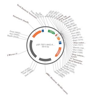 Merck PSF-TEF1-NH2-AMY-STREP-3C - ALPHA-AMYLASE SECRETION AND STREP TAG PLASMID