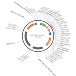 Merck PSF-TEF1-NH2-AMY-STREP-3C - ALPHA-AMYLASE SECRETION AND STREP TAG PLASMID