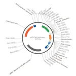 Merck PSF-CMV-HULAMBDA LC - HUMAN LAMBDA LIGHT CHAIN ANTIBODY VECTOR