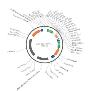 Merck PSF-TEFI-TPI1-PURO - PUROMYCIN SELECTION YEAST PLASMID