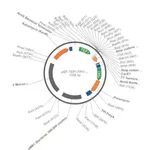 Merck PSF-TEFI-TPI1-PURO - PUROMYCIN SELECTION YEAST PLASMID