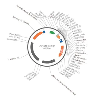 Merck PSF-STE5-URA3 - WEAK PROMOTER YEAST PLASMID