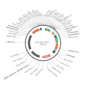 Merck PSF-TEFI-TPI1-YFP-URA3 - YEAST YFP REPORTER PLASMID