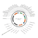 Merck PSF-TEFI-TPI1-YFP-URA3 - YEAST YFP REPORTER PLASMID