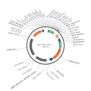 Merck PSF-TEFI-TPI1-HYGRO - HYGROMYCIN RESISTANT YEAST PLASMID
