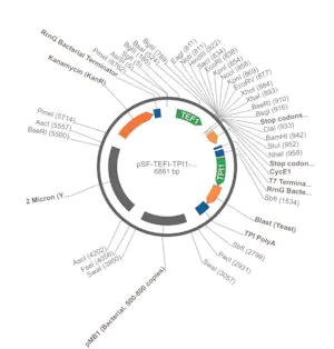 Merck PSF-TEFI-TPI1-BLAST - BLASTICIDIN RESISTANT YEAST VECTOR
