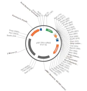 Merck PSF-TPI1-URA3 - STRONG PROMOTER YEAST PLASMID
